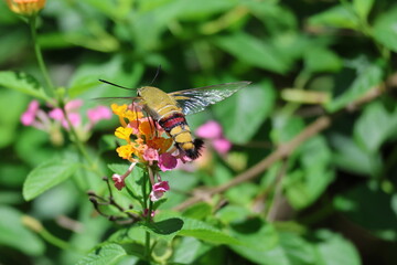 Close-up macro of a beautiful moth butterfly with delicate wings on a vibrant summer flower in nature's garden