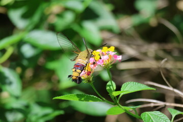 A beautiful monarch butterfly with orange and black wings rests on a colorful summer flower in a garden in Luang Prabang, Laos