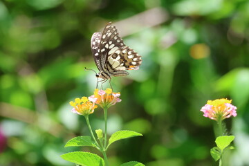 A beautiful monarch butterfly with orange and black wings rests on a colorful summer flower in a garden in Luang Prabang, Laos