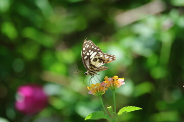 A beautiful monarch butterfly with orange and black wings rests on a colorful summer flower in a garden in Luang Prabang, Laos
