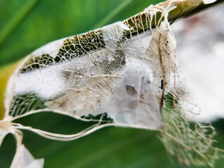 Closeup of a decomposing leaf. Decomposing leaf resulting in leaf skeleton. Blurred background
