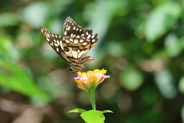A beautiful monarch butterfly with orange and black wings rests on a colorful summer flower in a garden in Luang Prabang, Laos