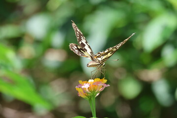 A beautiful monarch butterfly with orange and black wings rests on a colorful summer flower in a garden in Luang Prabang, Laos