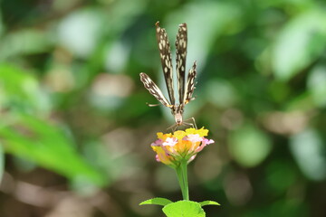 A beautiful monarch butterfly with orange and black wings rests on a colorful summer flower in a garden in Luang Prabang, Laos