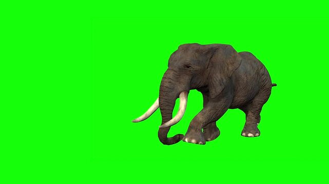 walking elephant green screen