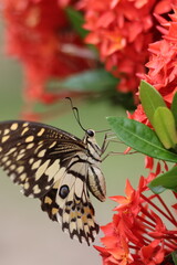 A beautiful monarch butterfly with orange and black wings rests on a colorful summer flower in a garden in Luang Prabang, Laos