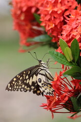 A beautiful monarch butterfly with orange and black wings rests on a colorful summer flower in a garden in Luang Prabang, Laos