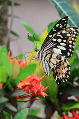 A beautiful monarch butterfly with orange and black wings rests on a colorful summer flower in a garden in Luang Prabang, Laos