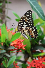 A beautiful monarch butterfly with orange and black wings rests on a colorful summer flower in a garden in Luang Prabang, Laos