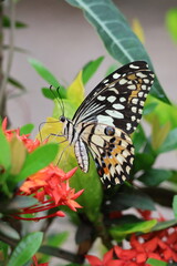 A beautiful monarch butterfly with orange and black wings rests on a colorful summer flower in a garden in Luang Prabang, Laos