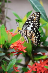A beautiful monarch butterfly with orange and black wings rests on a colorful summer flower in a garden in Luang Prabang, Laos