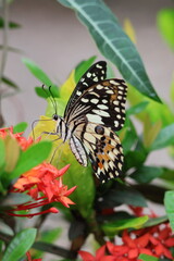 A beautiful monarch butterfly with orange and black wings rests on a colorful summer flower in a garden in Luang Prabang, Laos