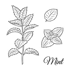 Mint Herb Line Art Illustration – Botanical Hand Drawn Vector of Peppermint and Leaves © Анастасія Катеринчук