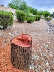 City desert style xeriscaping featuring a stump of Snow Gum, Eucalyptus pauciflora, along with other Australia native shrubs of Cassia and heat-n-drought tolerant plants in Phoenix, Arizona