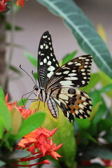 A beautiful monarch butterfly with orange and black wings rests on a colorful summer flower in a garden in Luang Prabang, Laos