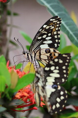 A beautiful monarch butterfly with orange and black wings rests on a colorful summer flower in a garden in Luang Prabang, Laos