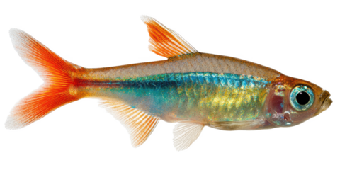 Vibrant Celestial Pearl Danio Stunning Aquarium Fish with Red Fins and Blue Stripe