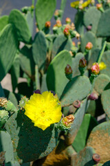 Prickly Pear Cactus in Flower on a sunny day in Texas, USA