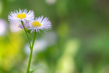 背景が輝いて美しいハルジオン　
