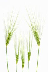 Kłosy żyta na białym izolowanym tle. © Elżbieta Kaps