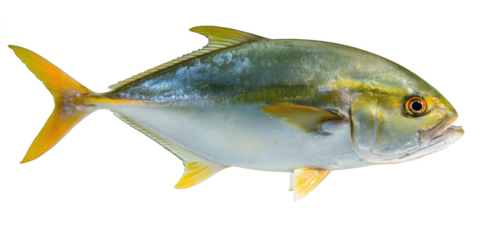 Yellowtail Fish A Detailed Guide to Identification, Habitat, and Culinary Uses
