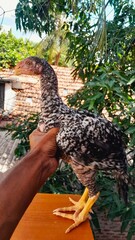This close-up shot features a strikingly patterned fowl, likely a young rooster, held gently by a...