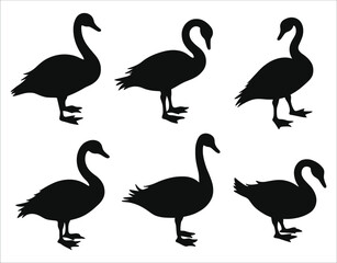 Obraz premium Black Swan Silhouette Art Set – Vector