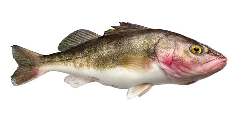 Obraz premium Close-up of a Pacific Ocean Perch Detailed View of a Fish