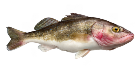 Close-up of a Pacific Ocean Perch Detailed View of a Fish