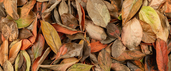 Texture background of natural leaves in vibrant colors on the spring ground