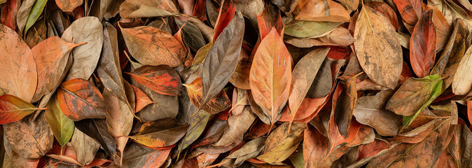 Texture background of natural leaves in vibrant colors on the spring ground