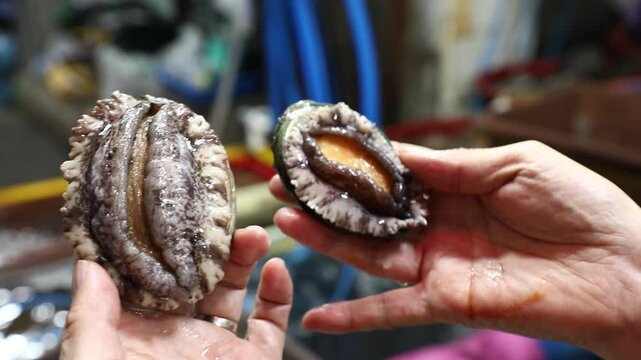 Fresh abalone held in hands