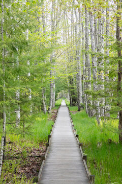 Fototapeta Jessup path in Acadia National Park, with wooden path, in forest.