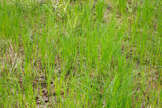 Close up view of tall grass - Powered by Adobe