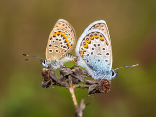 Silver-studded Blue Butterflies Mating. Side View.