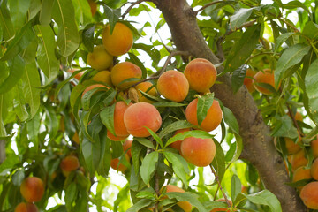 Fresh Ripe Peach fruits on a tree branch with leaves closeup, A bunch of ripe Peaches on a branch, Ripe delicious fruit peaches on the tree, Ripe sweet peach fruits grow on a peach tree branch