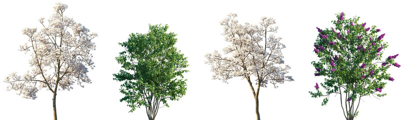 Set of Yulania denudata and Syringa vulgaris blossoming trees frontal isolated png on a transparent...