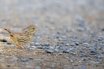 地面を歩くアオジ