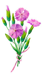 Watercolor hand drawn purple carnations on white background, flowers bouquets and bows