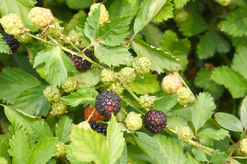 Natural food - fresh ripe and unripe blackberries in a garden. Bunch of ripe and unripe blackberry fruit on branch with green leaves on a farm. Close-up, blurred background. Chakwal, Punjab, Pakistan