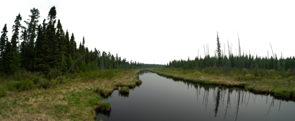 Panorama of a calm northern river surrounded by spruce and pine trees with a transparent sky
