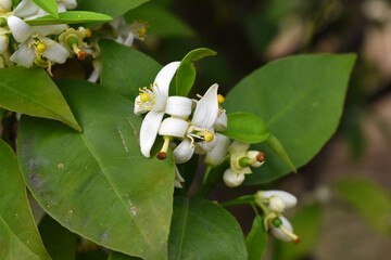 Blossoming orange tree flowers, orange blossoms, Spring harvest, closeup of Orange tree branches with flowers and leaves, buds and leaves, white little flower closeup, Chakwal, Punjab, Pakistan