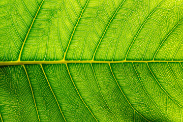 Abstract green texture background, Detail of leaf vein, Macro shot.