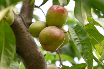 Fresh young unripe nectarine fruits on a tree branch with leaves closeup, A bunch of unripe nectarine on a branch, beautiful delicious fruit nectarine on the tree, nectarine fruits growing on a tree