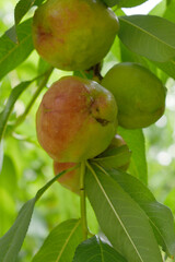 Fresh young unripe nectarine fruits on a tree branch with leaves closeup, A bunch of unripe nectarine on a branch, beautiful delicious fruit nectarine on the tree, nectarine fruits growing on a tree