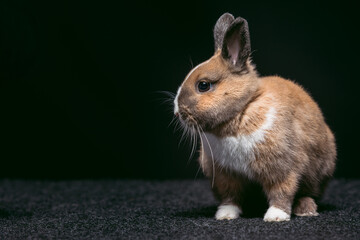 A small brown rabbit with white markings stands still on a soft textured surface. Its eyes are alert, and its ears are perked, showing curiosity and calmness in the dim light.