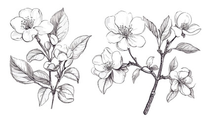 Apple Tree Flowers and Leaves Contours Vector Illustration for Design Projects