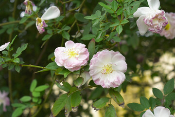Obraz premium Rosa great maiden's blush pink flower, Spring Flowering Soft Pink Flower Heads on an Old English Rose (Rosa 'Great Maiden's Blush) with leaves, Pink double Alba rose Maiden's Blush flowers in a garden