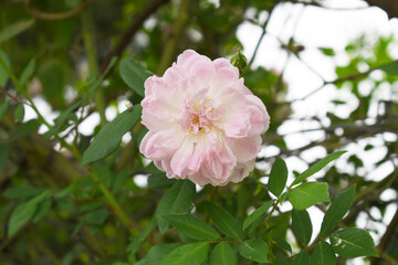 Obraz premium Rosa great maiden's blush pink flower, Spring Flowering Soft Pink Flower Heads on an Old English Rose (Rosa 'Great Maiden's Blush) with leaves, Pink double Alba rose Maiden's Blush flowers in a garden