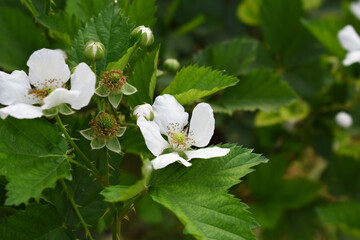 Blackberry flowers blooming in the garden, Beautiful in spring bloom garden. Blackberry bush with white flowers, Blossoming blackberry bush and bee, sunny spring day, Chakwal, Punjab, Pakistan